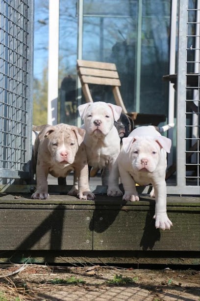 ROYAL STYLE BULLY KENNEL, Eleveur de Chiens à Héricourt