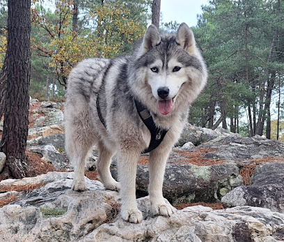Un Max De R'êve - Educateur Canin Comportementaliste - Instructeur De Mantrailing Dresseur De Chiens à Coubron