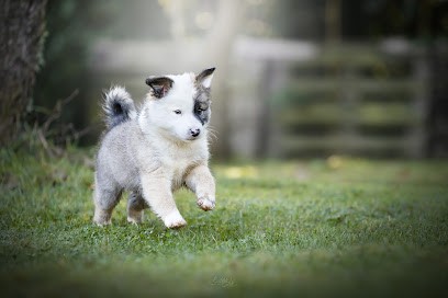 Ars Viking Elevage canin, Eleveur de Chiens à La Bosse-de-Bretagne