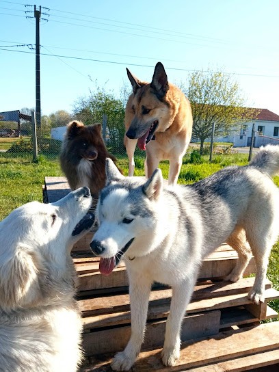 Dog's récré, Pension pour Chiens à Vieillevigne