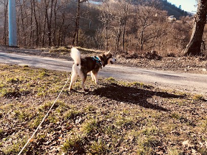 Des Loups Du Valgo - Valg'aux Loups- Alaskan Malamutes, Eleveur de Chiens à Saint-Firmin