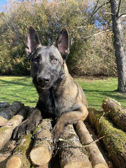 CAN’AFFECTION, Eleveur de Chiens à Is-sur-Tille