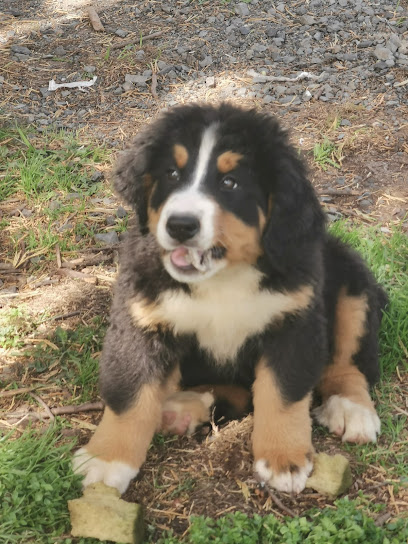 Elevage Des Molosses De La Rose Noire, Éleveur De Chiens à Cerisy-la-Forêt
