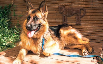 Educador Le Dressage Tendresse, Dresseur de Chiens à Roquebrune-sur-Argens