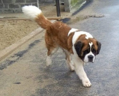 LES SAINT-BERNARD Et LES MASTIFF DU FORT NOIR, Eleveur de Chiens à Saint-Rémy-au-Bois