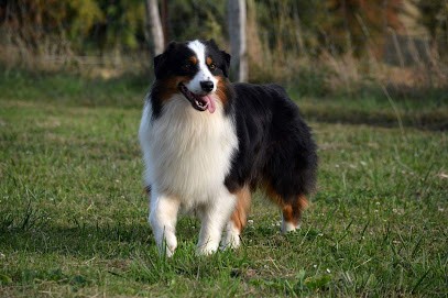 Elevage In Parigi, Eleveur de Chiens à Nojeon-en-Vexin