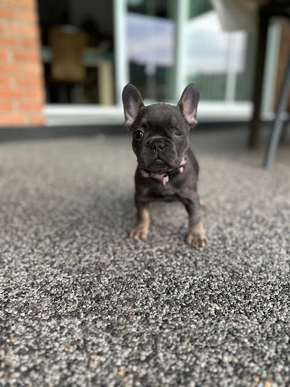 Elevage Des Petits Bouls, Eleveur de Chiens à Auberchicourt