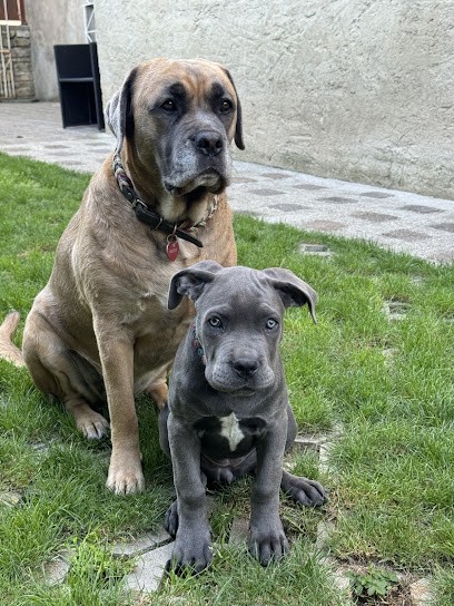 Domaine Des Trois Chevrons D' Or, Eleveur de Chiens à Maisonnais