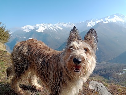 CHEZ OUAF - LES BERGERS DU DESERT, Pension pour Chiens à Saint-Laurent-de-Terregatte