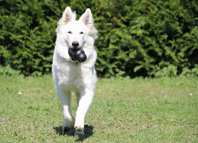 Pension Canine Canes Domum, Pension Pour Chien à Saint-Paul-de-Varax