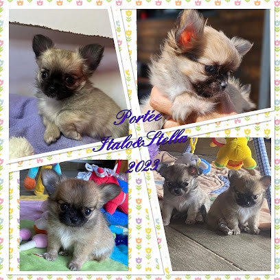 Elevage du Domaine du Néoulous, Eleveur de Chiens à Montescot