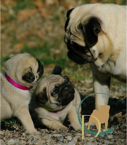 Dreamlander élevage de carlin, chiot LOF en Sarthe, Eleveur de Chiens à Cormes