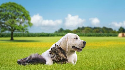 Croc Pension, Pension pour Chiens à Chamarandes-Choignes