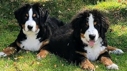 Les Boubous du Montreuillois, Élevage de Bouvier Bernois., Eleveur de Chiens à Marenla