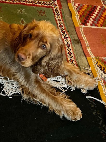 élevage de l'arc de sedo, Eleveur de Chiens à Cornillon-Confoux