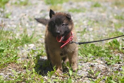 Centre des Pitchounes, Pension pour Chiens à Sabarros