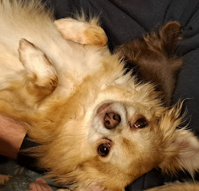 Elevage De L'ange Canin Éleveur De Chiens à Athis-Val de Rouvre