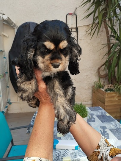 Pension Et Elevage Canine Du Royaume D'isis, Pension pour Chiens à Murviel-lès-Béziers