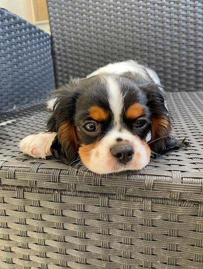 ELEVAGE CANIN DE LA TUILIÉRE, Eleveur de Chiens à Suze-la-Rousse