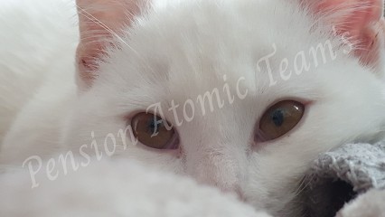 Pension Atomic Team's, Pension pour Chiens à Wormhout