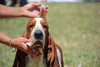 Le Cercle de Léma - Élevage et pension, Eleveur de Chiens à Saint-Genest