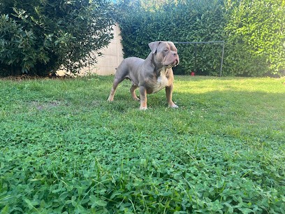 Les B Français Et A Bully De Laeti, Eleveur de Chiens à Tupigny