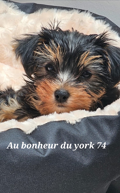 Au Bonheur Du York 74, Éleveur De Chiens à Fillière