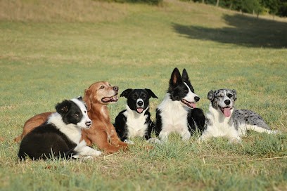 Canis Amica, Dresseur de Chiens à Vrocourt