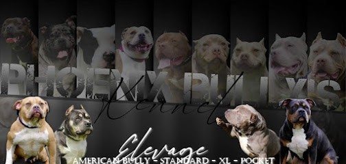Phoenix Bully’s Kennel, Eleveur de Chiens à Wirwignes