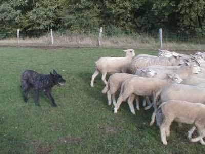 du Pré aux Vanneaux, Eleveur de Chiens à Verlin