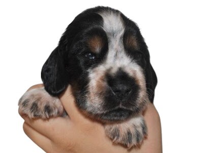 de la roche de la timonade élevage cocker anglais spaniel LOF, Eleveur de Chiens à Kermoroc'h