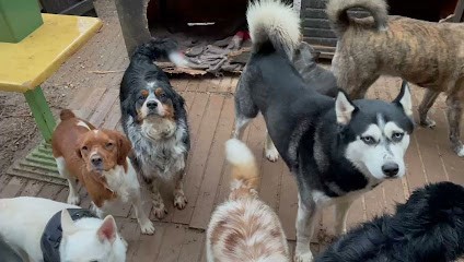 La Maison Du Bonheur, Pension pour Chiens à Levens