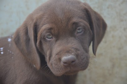 Élevage yorkshire, labrador, spitz du marais de Lasné, Eleveur de Chiens à Saint-Armel