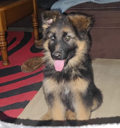 Jack russel family, Eleveur de Chiens à Hévilliers