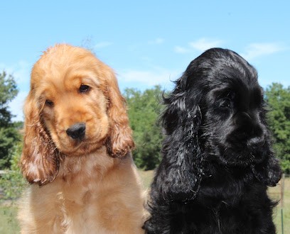 Élevage du domaine des roches rouges : élevage familial de chiens/chiots Cocker Spaniel Anglais et Chihuahua en France, Eleveur de Chiens à Tourves