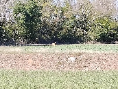 Club Dijonnais du chien de sports, Dresseur de Chiens à Ahuy