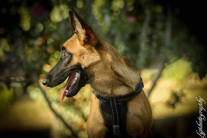 Ns Canine 74 Dresseur De Chiens à Ville-la-Grand