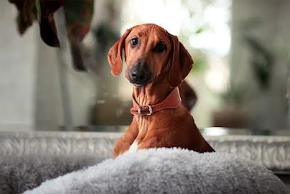 Pension Animotel, Pension pour Chiens à Saint-Cergues