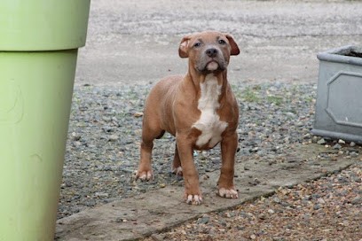 Of Atomic Dog, Eleveur de Chiens à Luigny