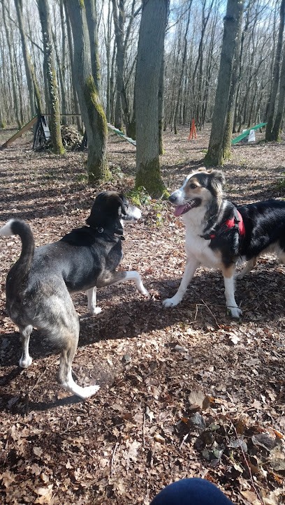 Dog Harmony's, Dresseur de Chiens à Saint-Piat