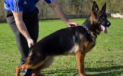 Elevage Vom Gletscher, Eleveur de Chiens à Noailly