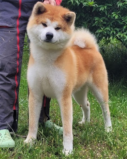 La Pluie de Loups, Eleveur de Chiens à Fraisse