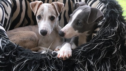Élevage Domaine de Peyrazet: éleveur de chien Whippet et Petit Lévrier Italien en France, Eleveur de Chiens à Martel