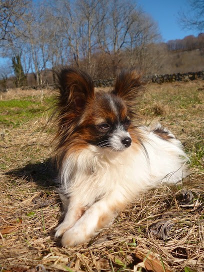 Chez Gamine, Pension pour Chiens à Riom-ès-Montagnes
