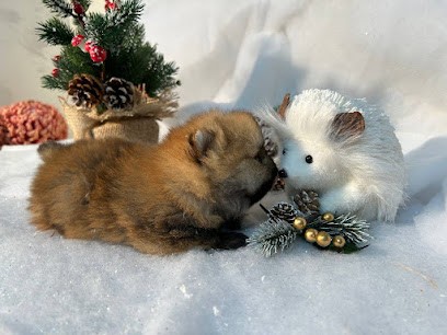 Élevage de Spitz nain Pomeranian. Livraison dans toute la France. MIGNON OFFORTUNE, Eleveur de Chiens à La Roche-Chalais