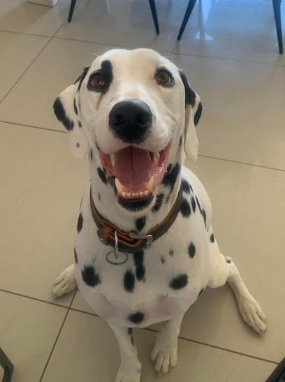 Gotteri Brigitte, Eleveur de Chiens à Ladern-sur-Lauquet