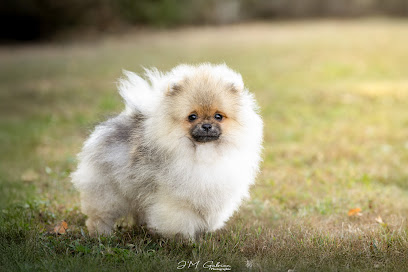 Elevage Du Domaine Angel Stars, Éleveur De Chiens à Sahurs