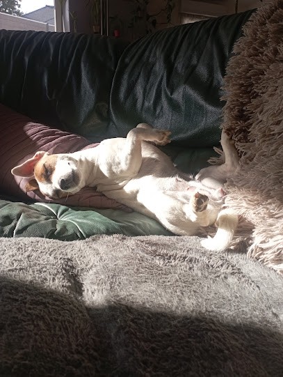 Élevage Du Dolmen Des Korrigans, Eleveur de Chiens à Elven