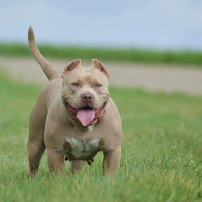 PURPLE LINE KENNEL, Eleveur de Chiens à Brécy
