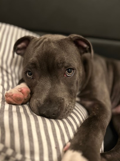 woody's original, Eleveur de Chiens à Étrigny